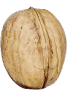 Franquette