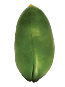 aa
