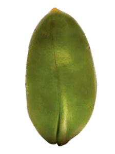 bb