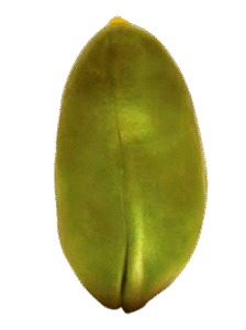 cc